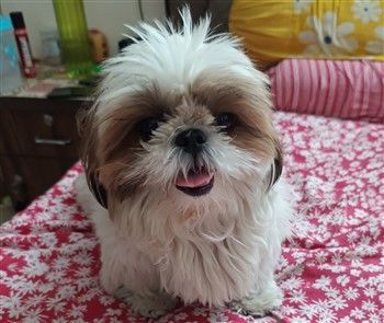 Shih tzu best sale puppy cut images